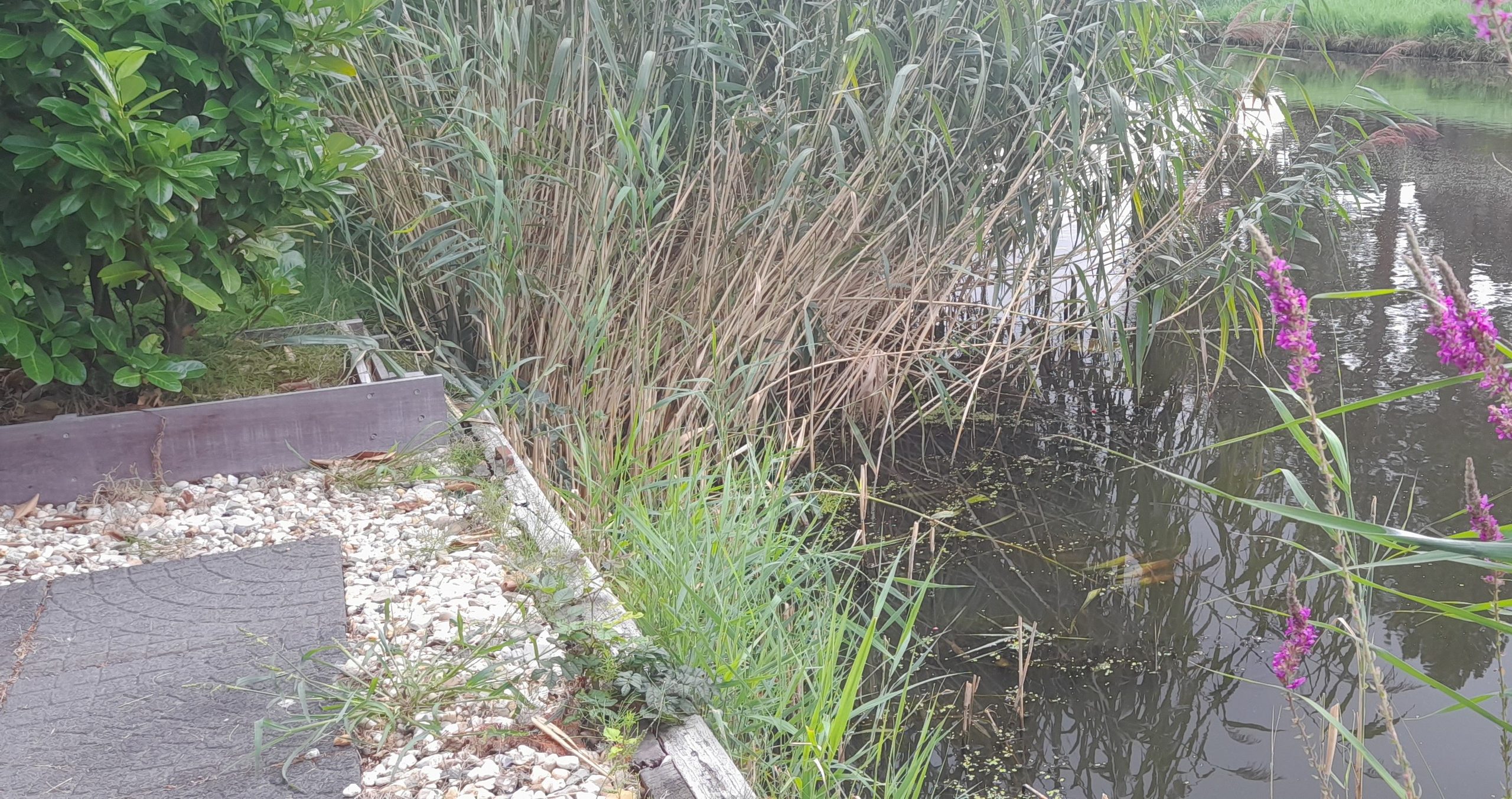 waterkant tuin 2